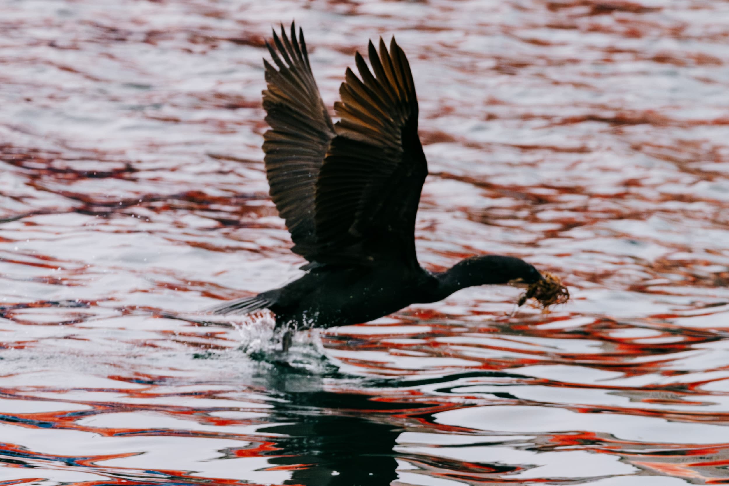 a color photograph of a pelagic cormorant with kelp in their mouth
