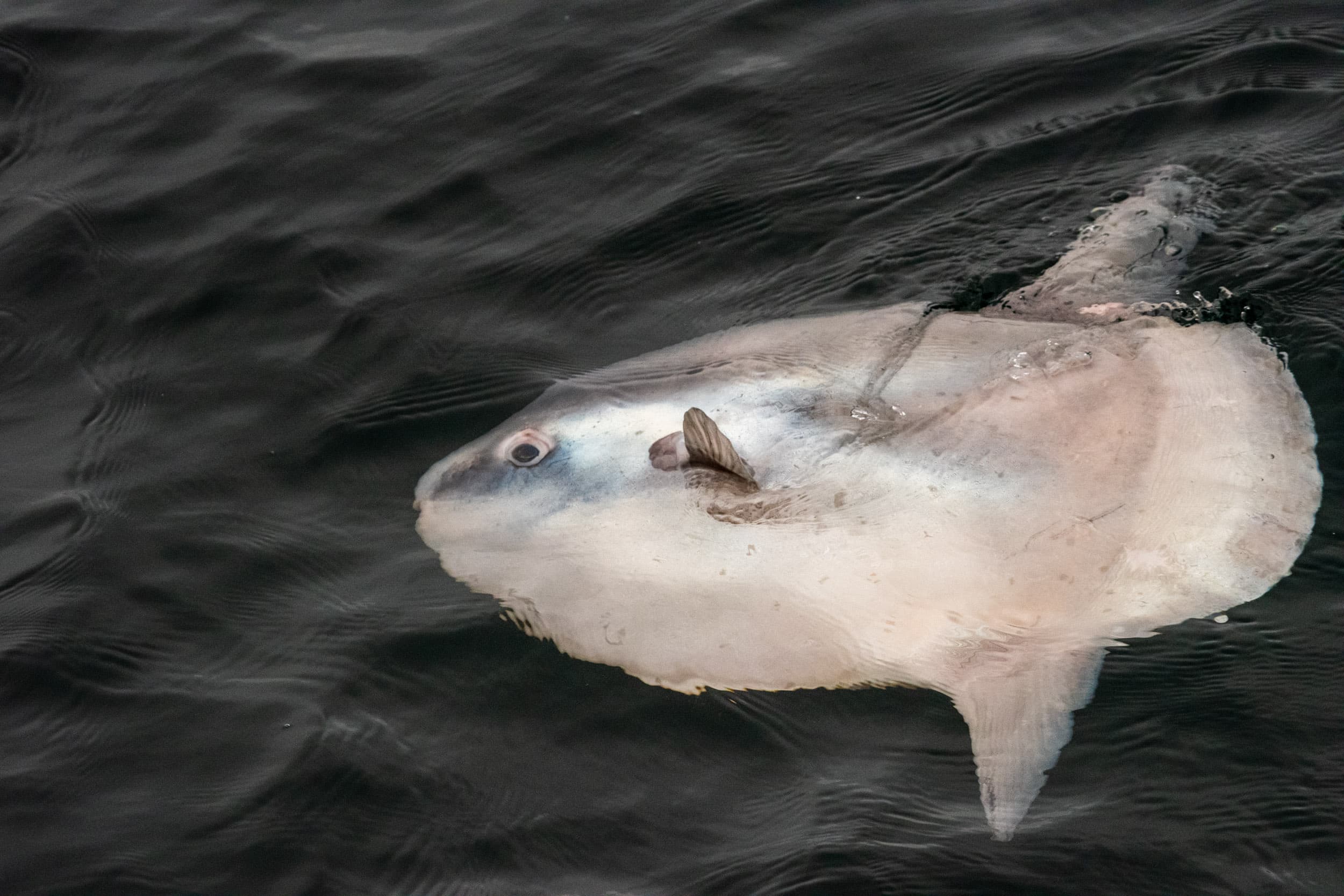 a color photograph of a tiny ocean sunfish
