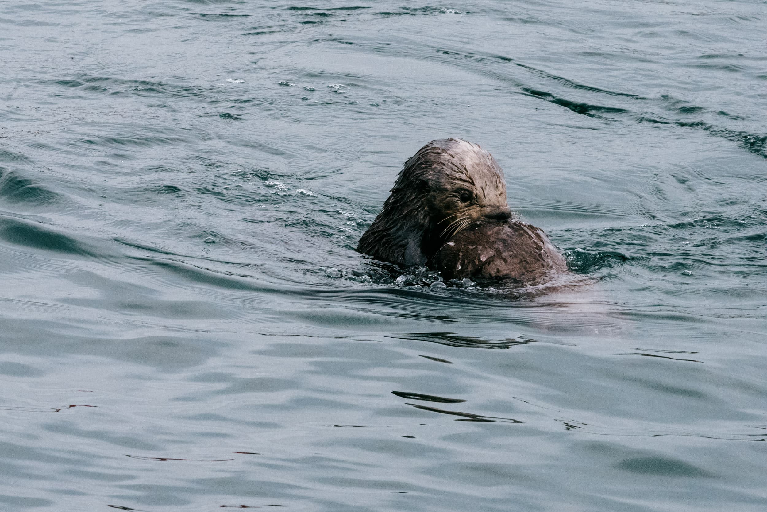 a color photograph of an otter grooming her baby