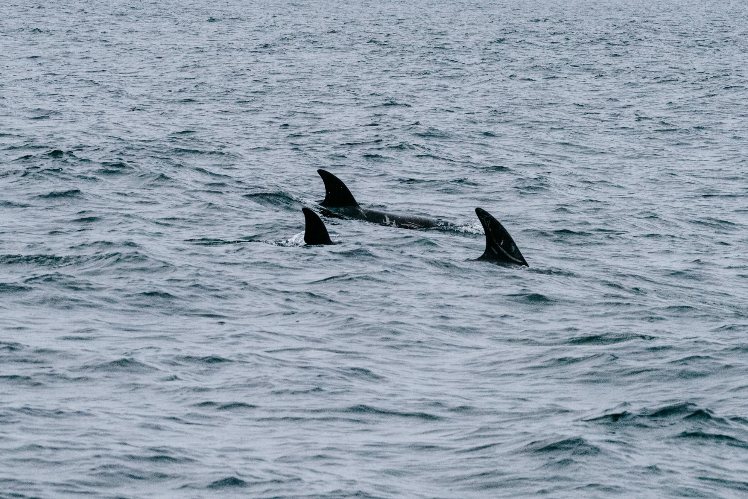 a color photograph of the dorsal fins of three risso dolphins