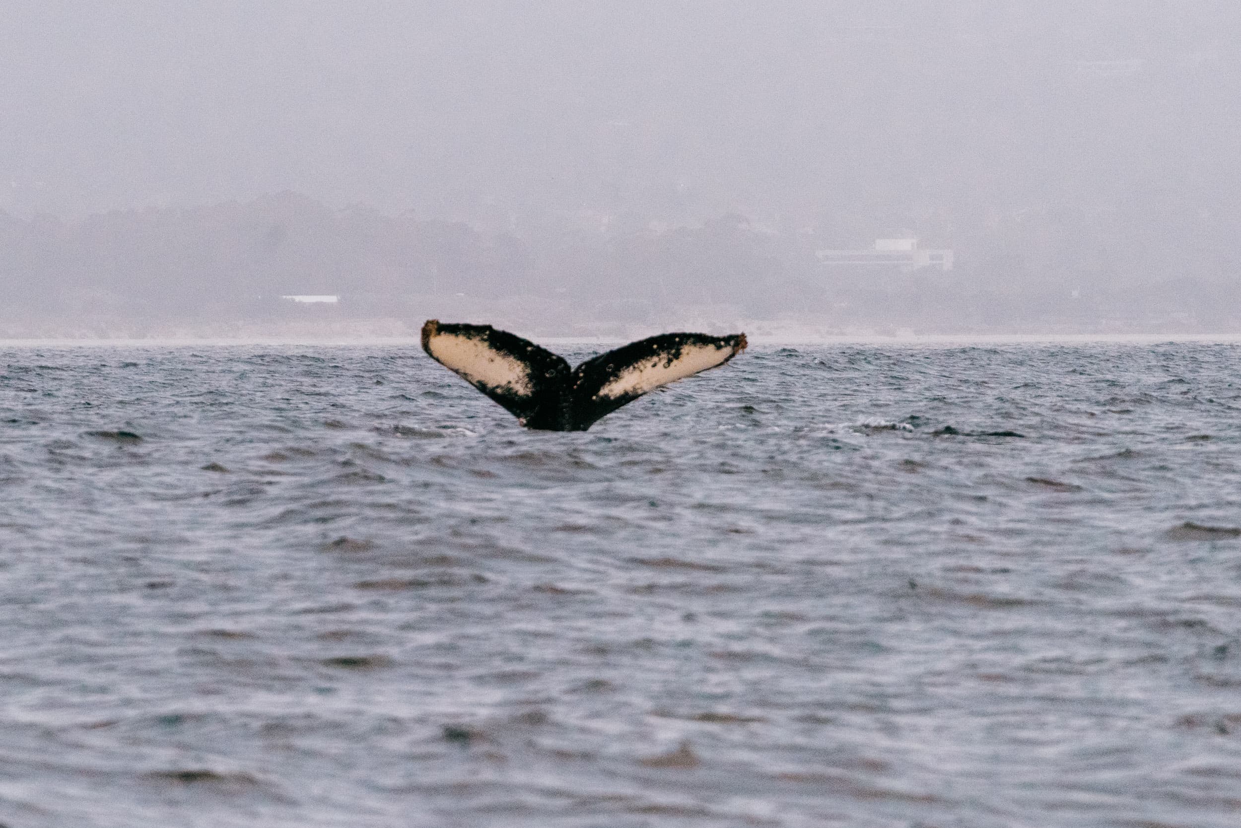a color photograph of the fluke of a humpback whale