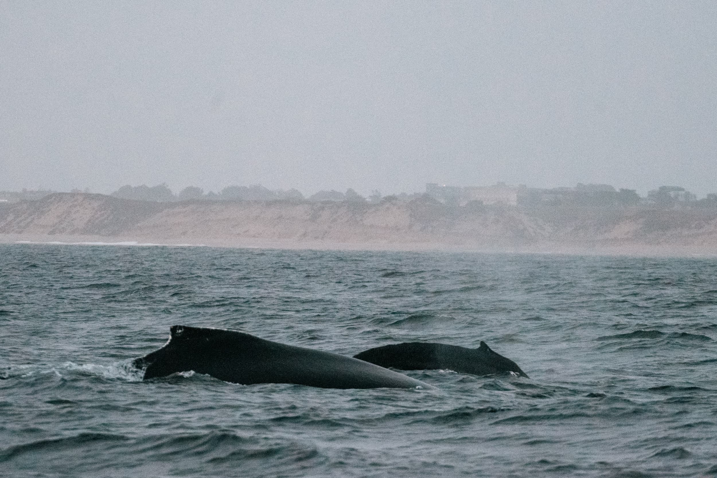 a color photograph of two humpback whales, one mother and calf