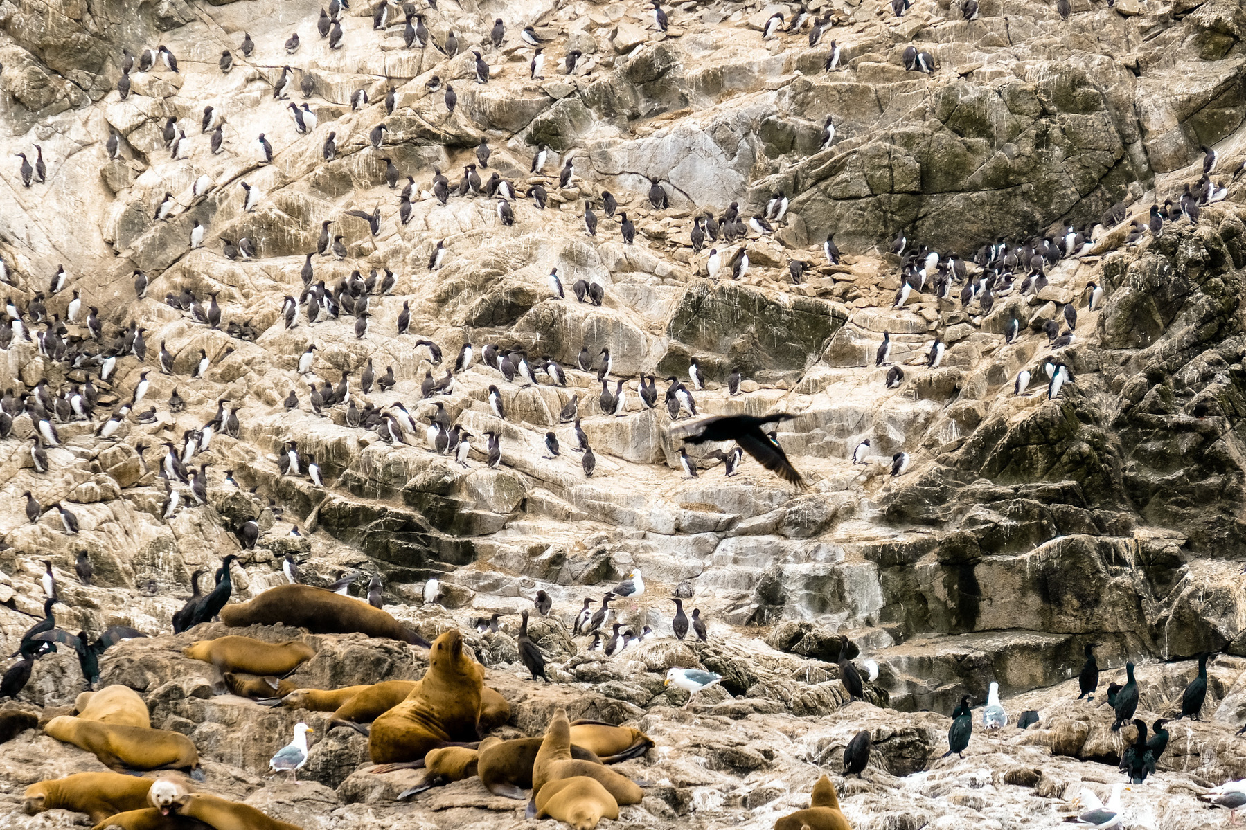 Dozens of penguins sitting on a huge rock, next to sea lions. Overhead, a bird flies past. Some gulls too.