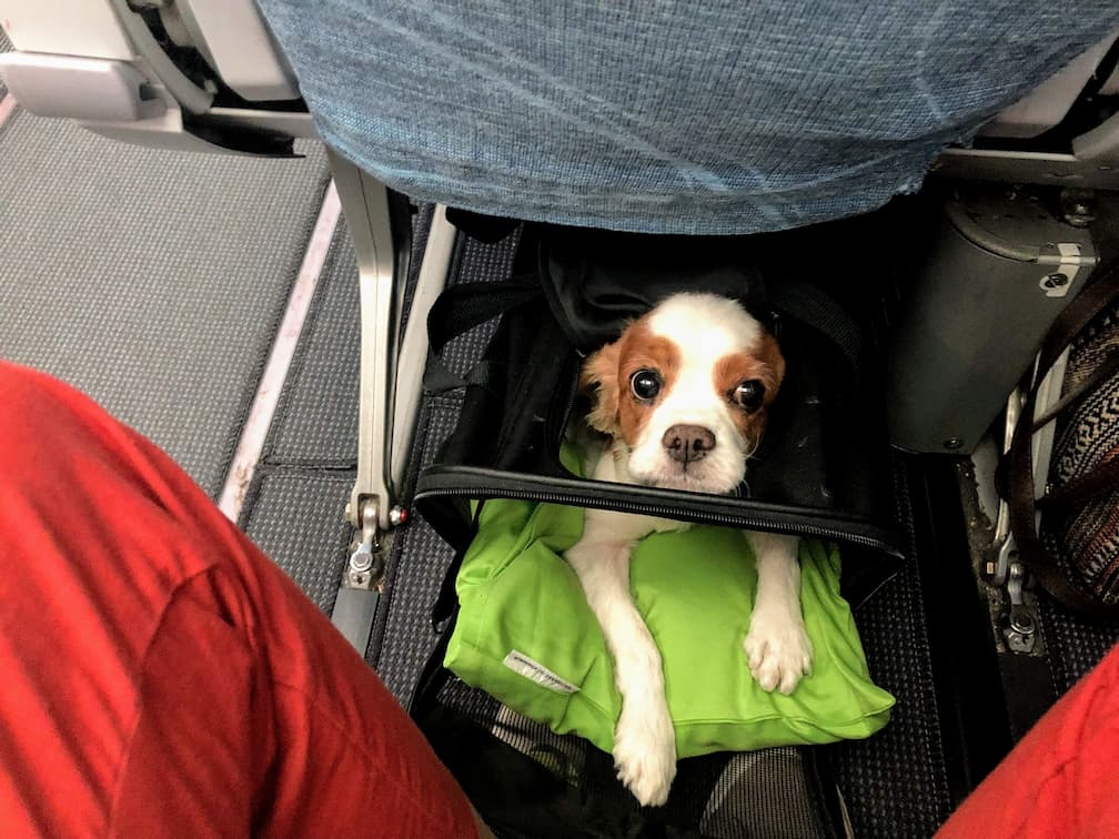 A photo of Cookie the King Charles Cavalier in a plane under the seat in a bag on a pillow