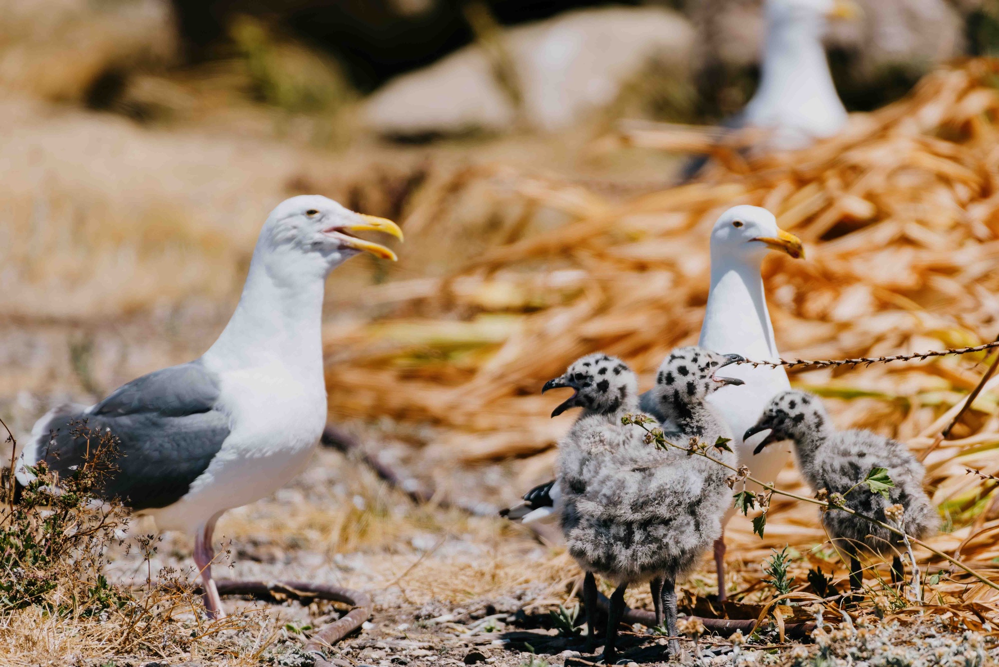 A color photograph of baby seagulls and their parents at Alcatraz Island