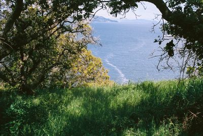 a scan of a color photo of grass and sea and sky