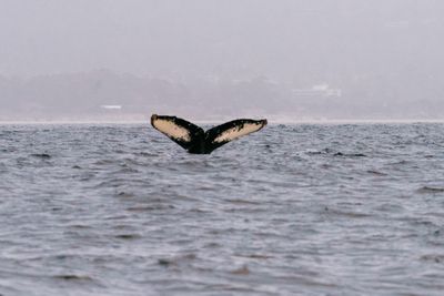 a color photograph of the fluke of a humpback whale