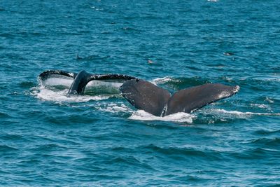 A pod of humpback whales with flukes raised in turquoise ocean water