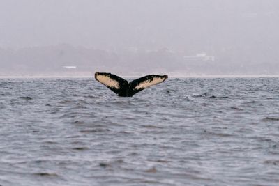 A whale tail rising out of misty ocean water near a coastline