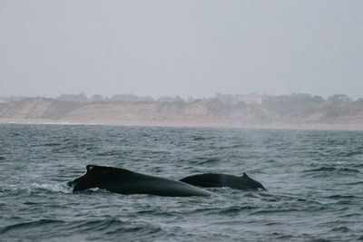 a color photograph of two humpback whales, one mother and calf