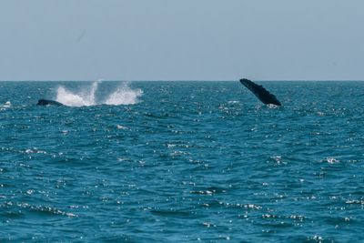 Two humpback whales breaching simultaneously from the ocean