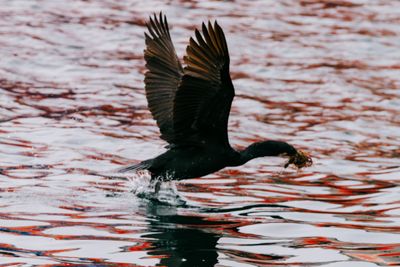 a color photograph of a pelagic cormorant with kelp in their mouth