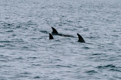 a color photograph of the dorsal fins of three risso dolphins