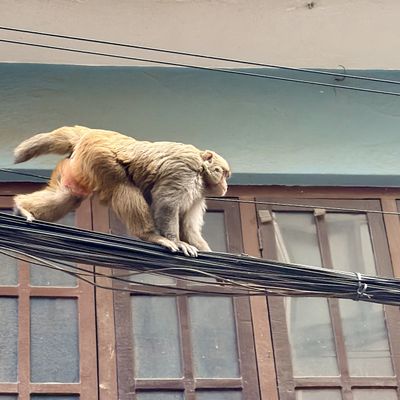 A monkey balancing on a thick bundle of overhead cables in front of wooden windows