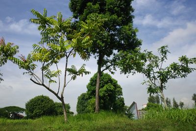 a color photograph of some green trees and blue skies in Singapore