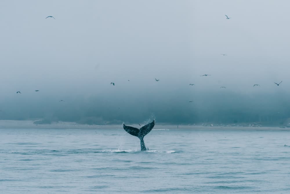 a color photograph of a whale with its tail sticking out of the pacific ocean